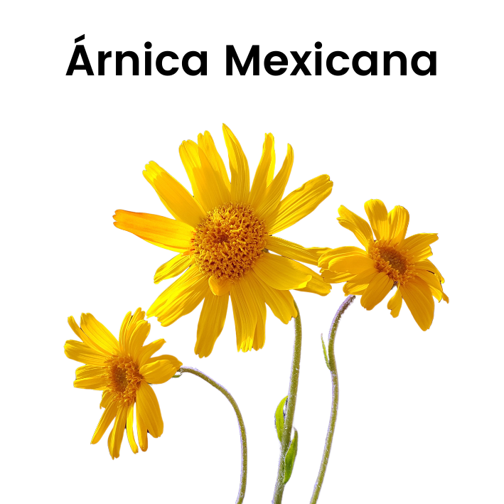 Árnica Mexicana