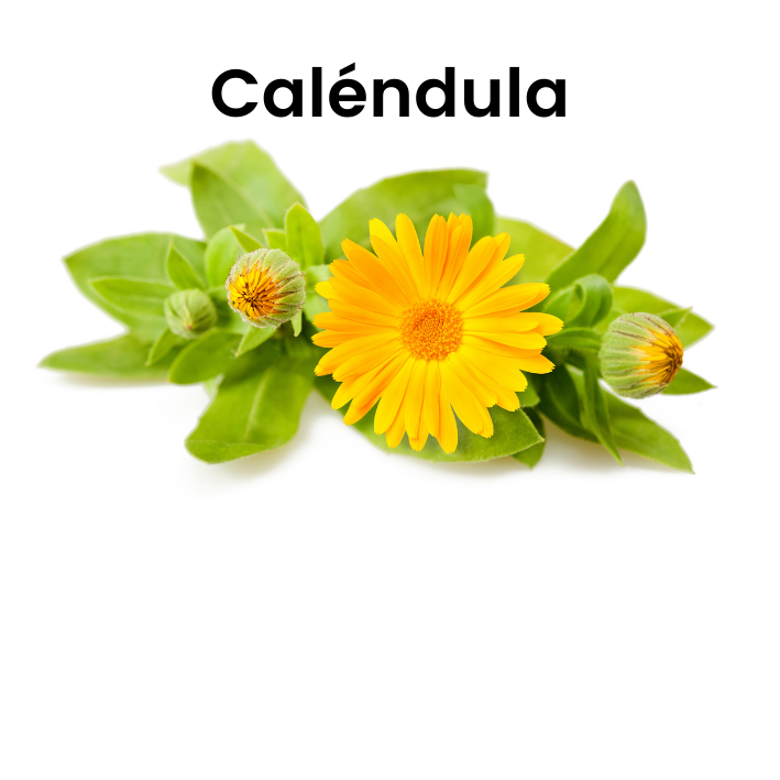 Caléndula