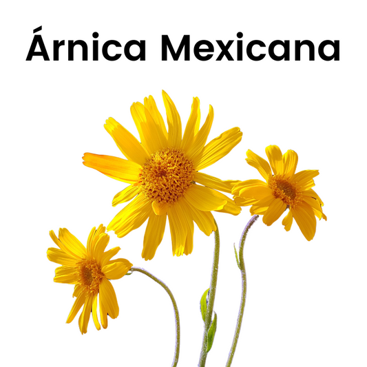 Árnica Mexicana