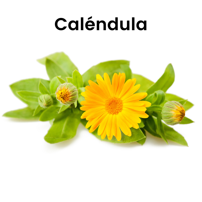 Caléndula