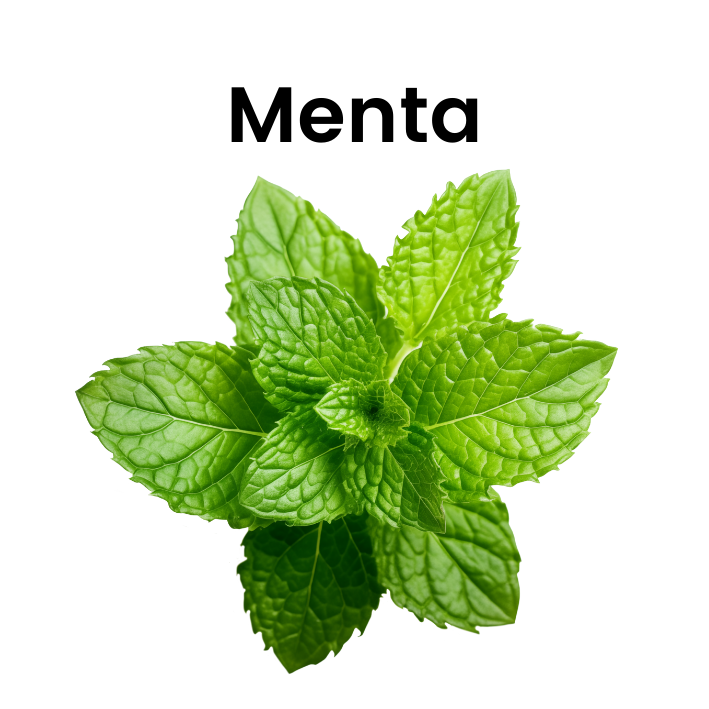 Menta